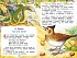 Библиотека начальной школы - Рассказы о природе  - миниатюра №4
